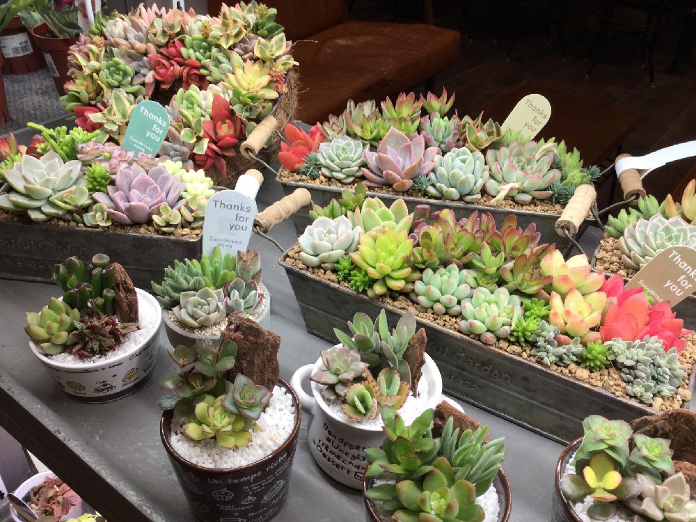 カインズ鶴ヶ島店の投稿画像 By カインズさん 多肉植物と植中毒とカインズとタニラーとホームセンターと花のある暮らしと人気商品と多肉寄せ植えと カインズホーム 18月1月14日 Greensnap グリーンスナップ