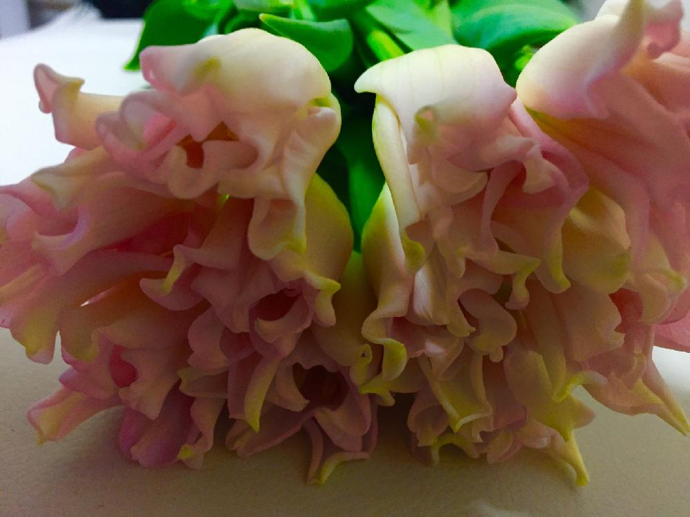 やさしい時間の投稿画像 By あーちゃんさん キュンキュン乙女倶楽部とやさしい花とやさしいきもちと可愛いい子とホッとできる時間とクラウンオブダイナスティ と花のある暮らしとチューリップの切り花 18月1月15日 Greensnap グリーンスナップ