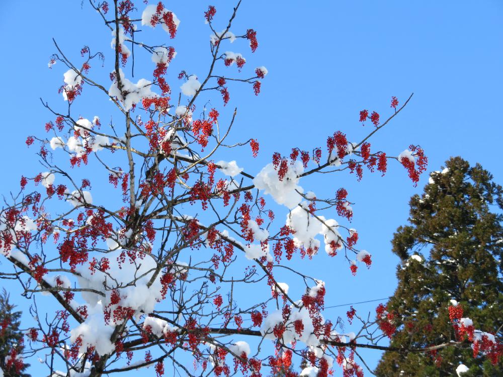 イイギリの投稿画像 By Tulipさん イイギリの赤い実と落葉高木と実もの好き と富山支部と実がなると１月と山歩きと赤い実 18月1月15日 Greensnap グリーンスナップ