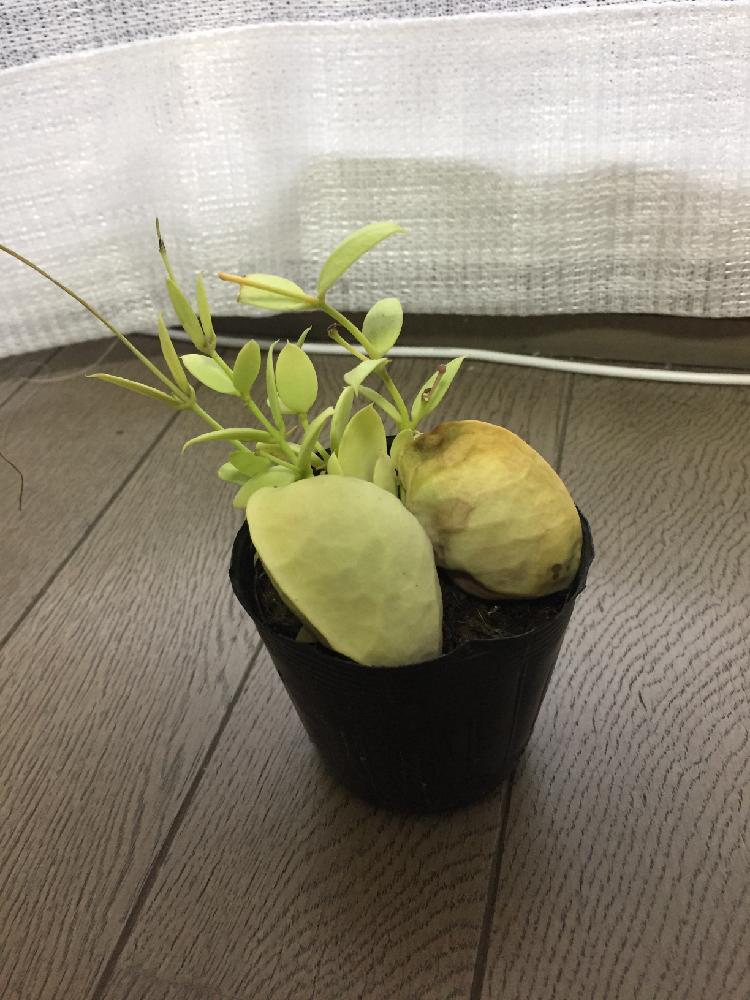 カンガルーポケットの投稿画像 By まどかさん 相談 18月1月16日 Greensnap グリーンスナップ