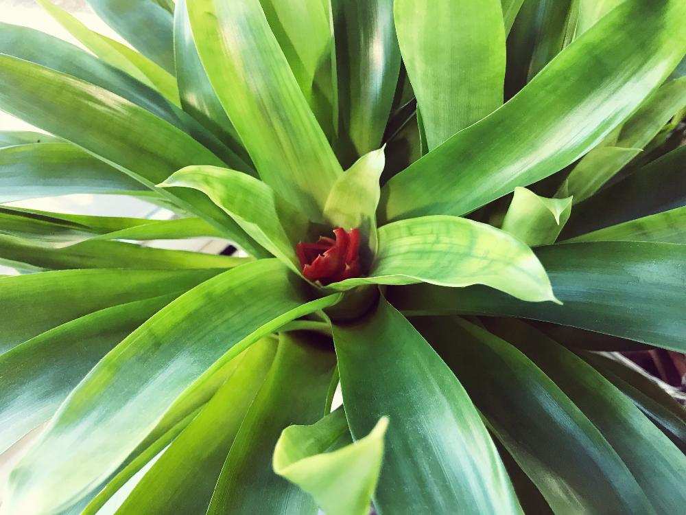 オオインコアナナスの投稿画像 By ムッシュ高野さん 窓辺と植中毒と植中毒 18月1月16日 Greensnap グリーンスナップ Greensnap グリーンスナップ