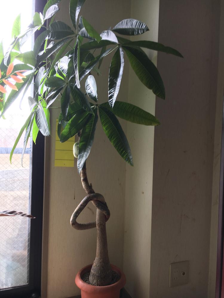 パキラの投稿画像 By まるちゃん Comさん 観葉植物とパキラ属と植中毒とタニラーとキワタ科とパキラ とバルコニスト 18月1月16日 Greensnap グリーンスナップ