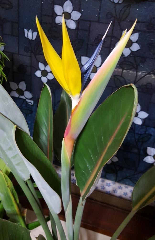 ストレリチア レギネ の投稿画像 By チッチさん 極楽鳥花と植中毒と花のある暮らし 18月1月16日 Greensnap グリーンスナップ