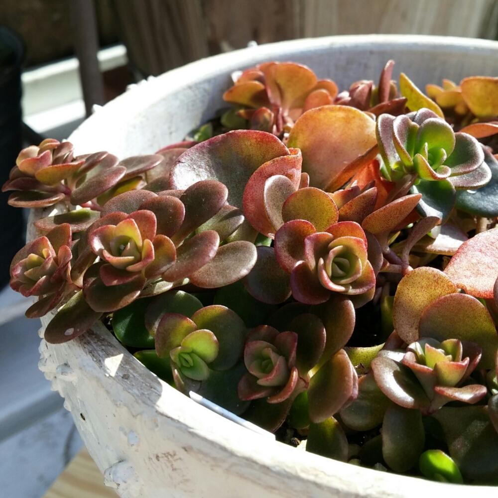 ステップストーンの投稿画像 By Aco さん エクステリアと多肉植物とセダムちゃんと癒しと多肉植物のある暮らしと植中毒と多肉女子とガーデニングとかわいいな と多肉初心者と多肉植物とセダムちゃんと癒しと多肉植物のある暮らしと植中毒と多肉女子とガーデニングと