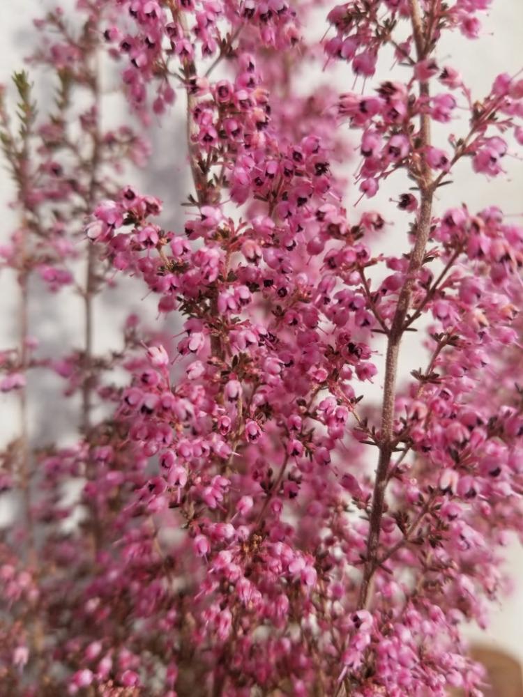 玄関の投稿画像 By Cindyさん 淡雪エリカプリティレッドとエリカ ピンクと花のある暮らしとあ 冬と淡雪エリカプリティレッドとエリカ ピンクと花のある暮らしとあ 冬 18月1月17日 Greensnap グリーンスナップ Greensnap グリーンスナップ