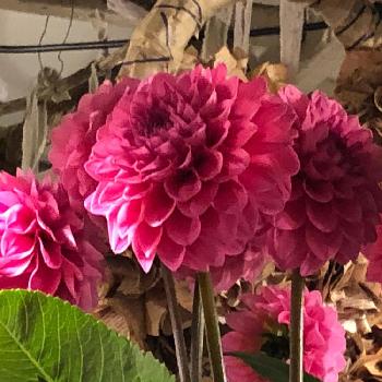 ダリア みっちゃんの投稿画像一覧 Greensnap グリーンスナップ