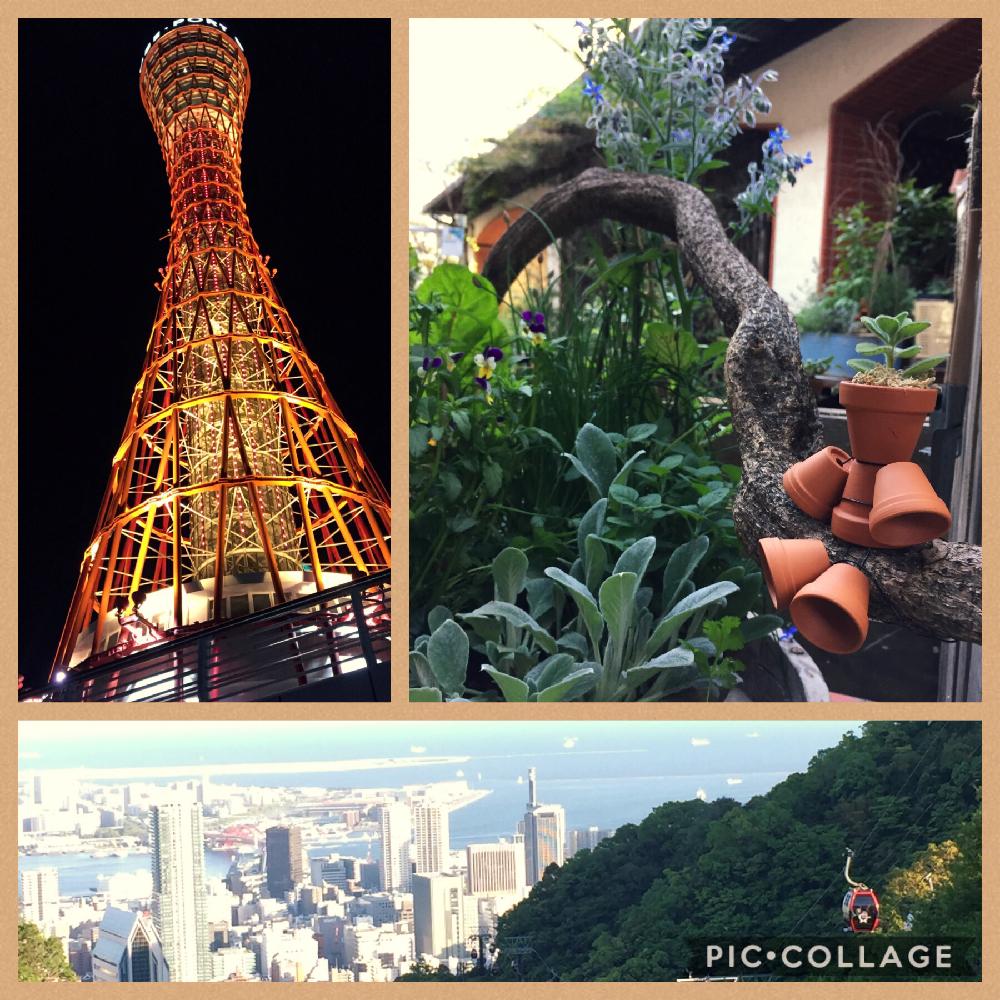 神戸布引ハーブ園の投稿画像 By どんぐりさん ふるさとと忘れない日 18月1月17日 Greensnap グリーンスナップ