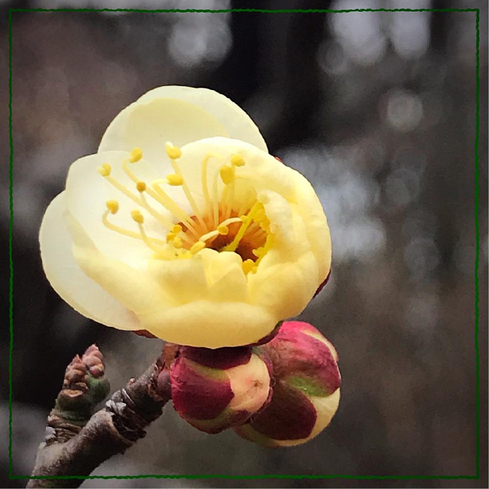 梅の花の投稿画像 By のかさん クリーム色と大好きだからと可愛い と梅 水心鏡とお出かけ先と300いいねと 梅の花 とクリーム色と大好きだからと可愛い と梅 水心鏡 18月1月18日 Greensnap グリーンスナップ Greensnap グリーンスナップ