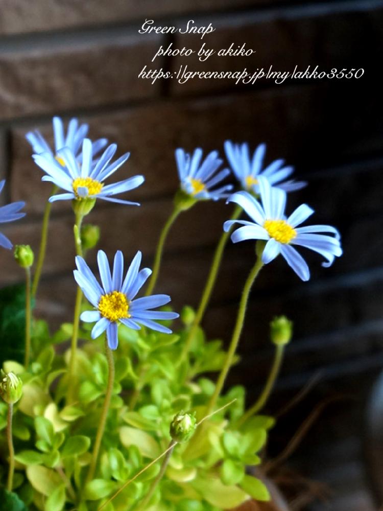 ブルーデイジーの投稿画像 By Akiko さん ブルーデージーとブルーの花と今日の花と花のある暮らし 18月1月18日 Greensnap グリーンスナップ