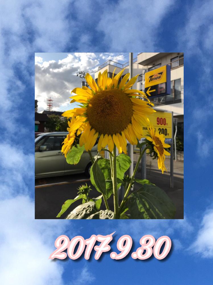 夏の花のイメージの投稿画像 By Riichanさん 道路脇でと大きな向日葵とヒマワリ とかわいいと道端と大きい 18月1月18日 Greensnap グリーンスナップ