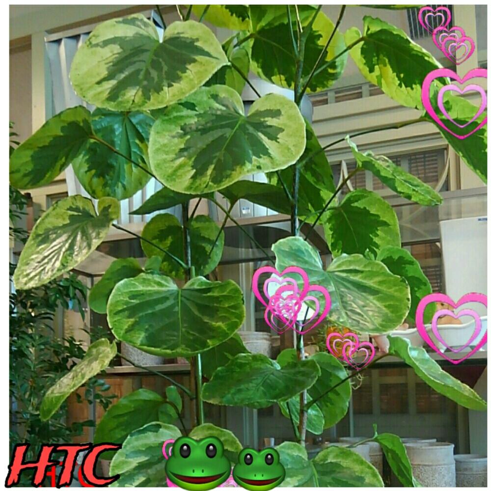 ポピー ポリシャスフリスビー Glp 1530gr