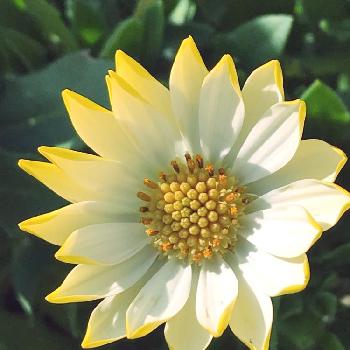 白と黄色の画像 by りりぃさん | 小さな庭とオステオスペルマム♡とキララ✨とGSの皆さまに感謝♡とキラキラ✨とグリーンのある暮らしとお花のある暮らしとかわいいな♡*。といいお天気☀️とガーデニングとリバーシブルのお花と白と黄色