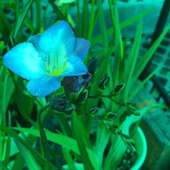 フリージアブルーシーの投稿画像一覧 Greensnap グリーンスナップ