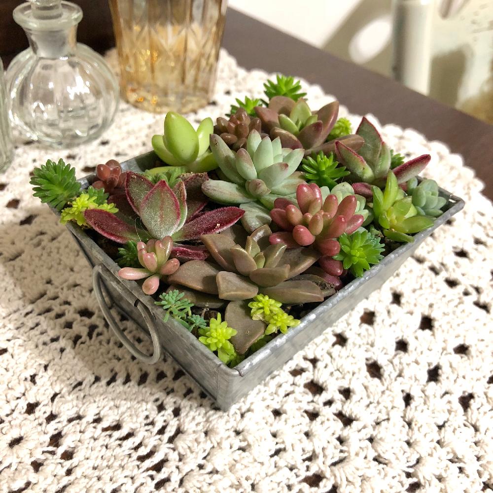 多肉植物の投稿画像 By Leona19raさん 寄せ植えと100均とセリア 18月1月19日 Greensnap グリーンスナップ