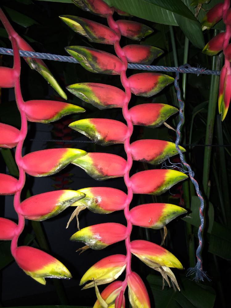 シンガポールの投稿画像 By まゆみさん 赤い花といっぱい 18月1月日 Greensnap グリーンスナップ