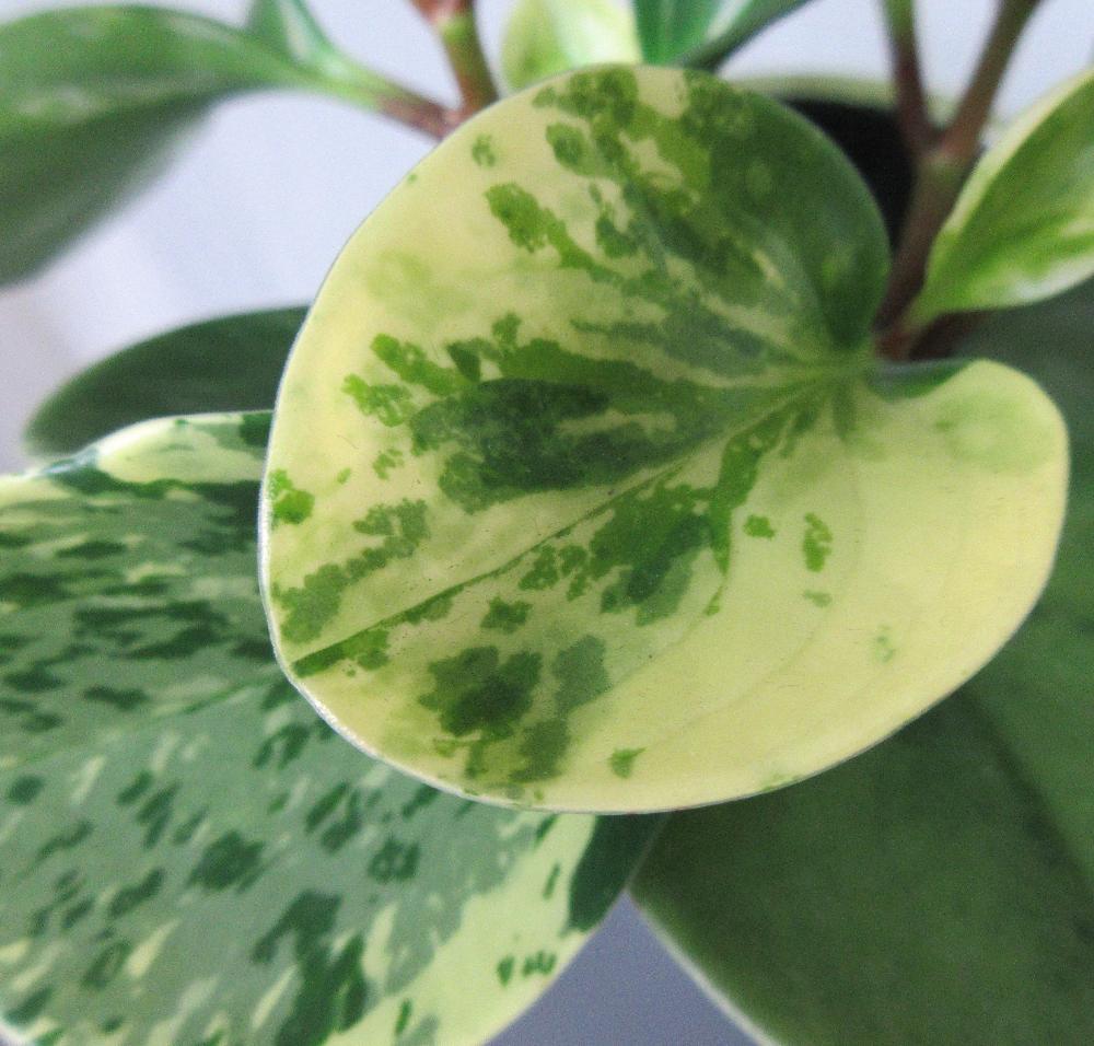 ペペロミア グリーンゴールドの投稿画像 By Dryさん ペペロミアとペペロミア オブツシフォリア と部屋とみどりのある暮らしと観葉植物と植中毒とコショウ科とペペロミア属と葉っぱ大好きと斑入り葉っぱとみどりのある暮らしと観葉植物と植中毒とコショウ科と ペペロミア属