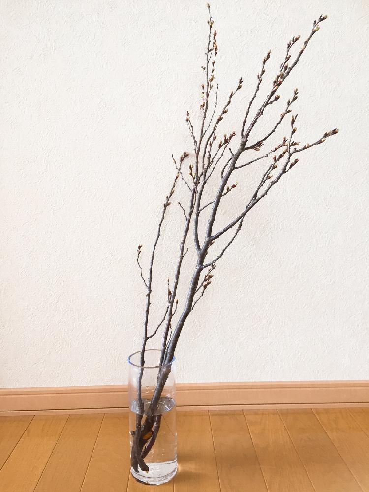 桜の枝の投稿画像 By Maさん 水栽培とさくら 桜 サクラ 18月1月日 Greensnap グリーンスナップ