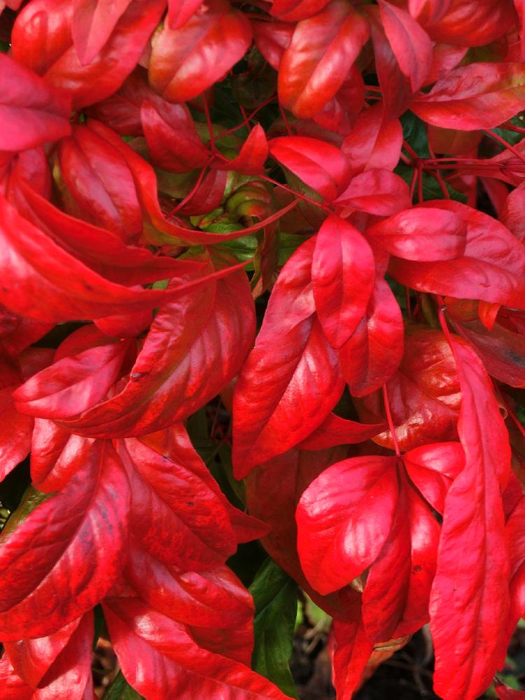 オタフクナンテンの投稿画像 By チョウサンさん 植中毒と大寒と冬こうようと南天の赤い葉っぱ 18月1月日 Greensnap グリーンスナップ