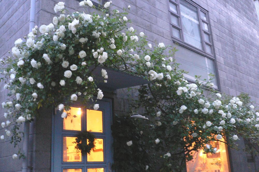 白いバラの投稿画像 By ローレルさん つるアイスバーグバラとアイスバーグ と 白色植物 コンテストとガーデニングと花のある暮らしとうちの薔薇たち Laurel 18月1月日 Greensnap グリーンスナップ