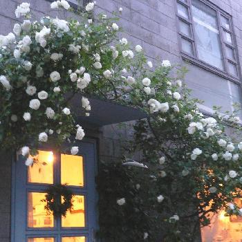 うちの薔薇たち•••laurelの画像 by ローレルさん | エクステリアと白いバラとつるアイスバーグバラとアイスバーグ！と『白色植物』コンテストとガーデニングと花のある暮らしとうちの薔薇たち•••laurel