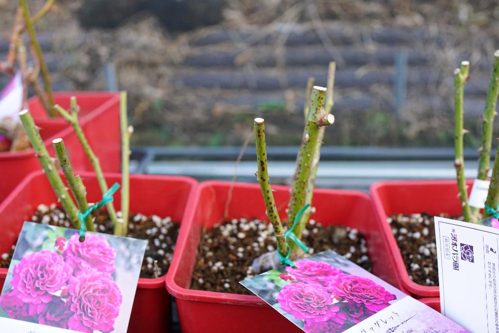 バラ ヴァグレットの投稿画像 By 花ひろばオンラインさん 病気ではないとバラ部と苗木部と冬を楽しむと畑と病気ではないとバラ部と苗木部と冬を楽しむ 18月1月21日 Greensnap グリーンスナップ Greensnap グリーンスナップ