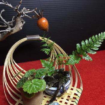 竹細工の画像 by kanさん | 部屋と和の趣とHTC派遣と山野草と和鉢と今日の一枚と竹細工と盆栽と普及シダを愛でる会