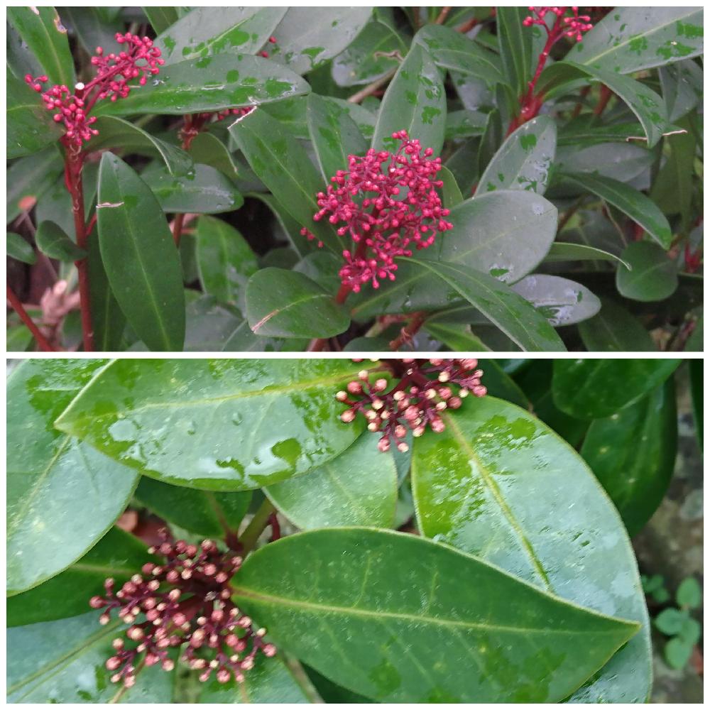 ミヤマシキミの投稿画像 By Tulipさん ミヤマシキミと１月と山歩きと似た者調べとアケボノミヤマシキミとお出かけ先と実もの好き とミヤマシキミ属 と実がなると常緑低木とミカン科と雌雄異株と１月と山歩きと似た者調べと実もの好き とミヤマシキミ属と実がなると