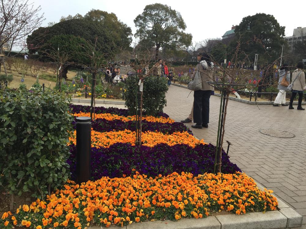 パンジーの投稿画像 By くれまさん 花壇と横浜イングリッシュガーデン 18月1月22日 Greensnap グリーンスナップ