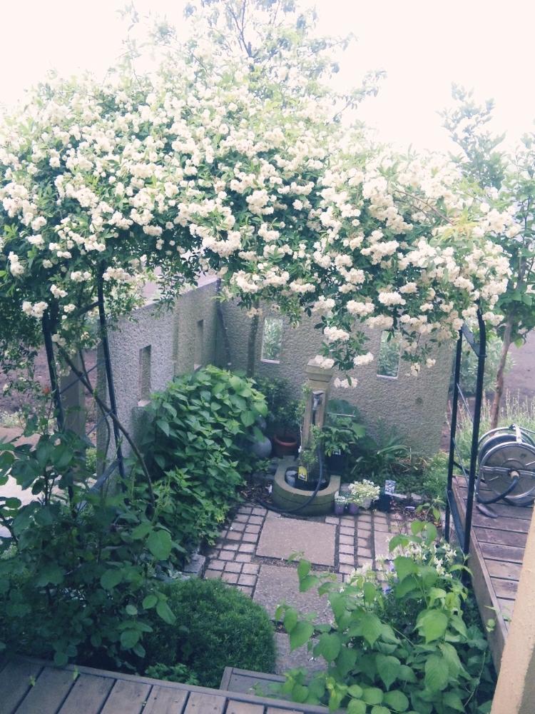 モッコウバラの投稿画像 By Jolさん バラのアーチと花のある暮らしと白い花と地味だけど好きと水道への小路 18月1月22日 Greensnap グリーンスナップ