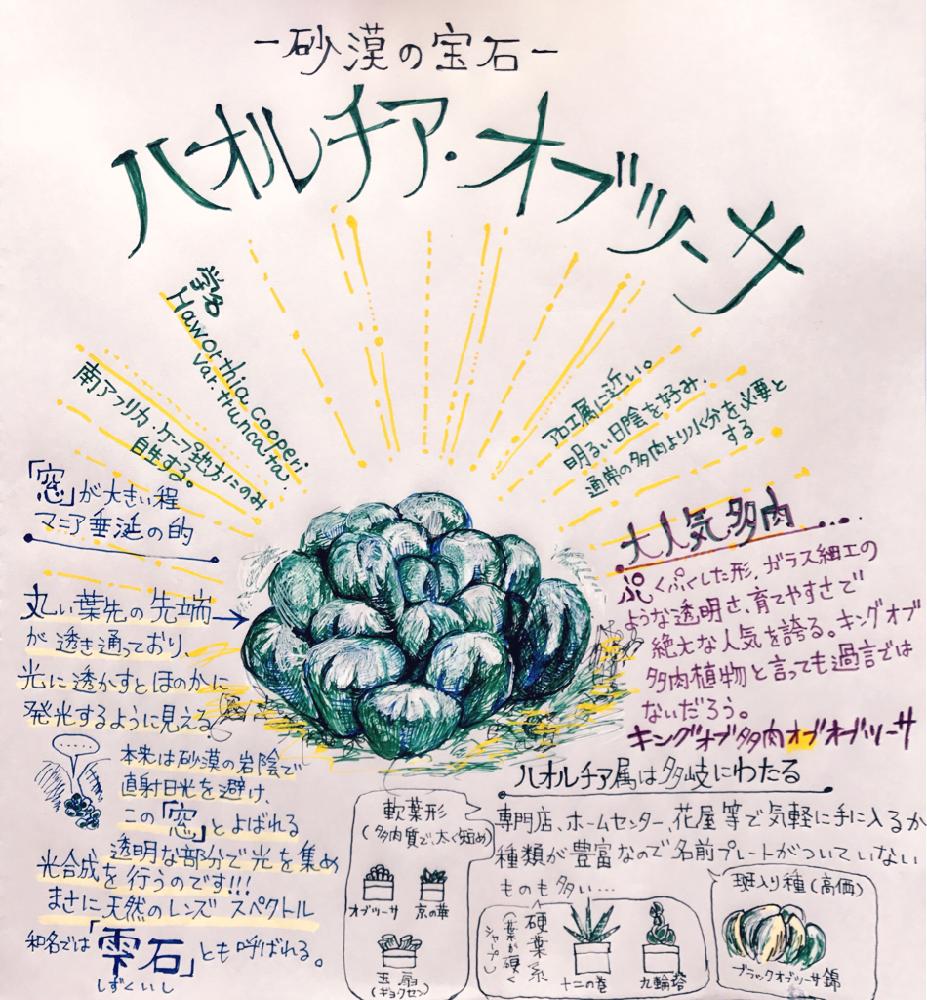 ハオルシア オブツーサの投稿画像 By マンゴーさん 植中毒と植物のイラストと多肉植物 イラスト 18月1月22日 Greensnap グリーンスナップ