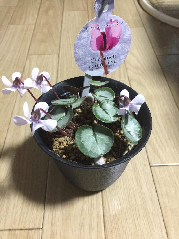 コウム シルバーリーフの投稿画像 By Tyさん シクラメンと原種シクラメン コウムと開花中と植中毒とシクラメン大好きとシルバーリーフ 18月1月22日 Greensnap グリーンスナップ コウム シルバーリーフの投稿画像 By Tyさん シクラメンと原種シクラメン コウムと開花中と植中毒とシクラメン大好きとシルバーリーフ 18月1月22日 Greensnap グリーンスナップ