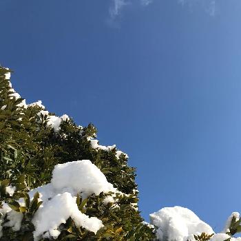 どんぐりの木 コナラ属の画像 by nayukiさん | お出かけ先とどんぐりの木 コナラ属と道端と木の実と大寒波