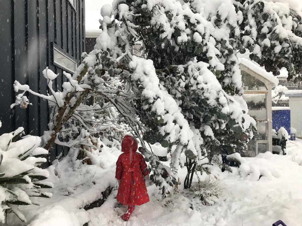 ユーカリ ポポラスの投稿画像 By モリモリガーデンさん ガーデンと植物のある暮らしとシンボルツリーと雪景色とマイガーデンと植物ときれいと我が家の庭 18月1月23日 Greensnap グリーンスナップ