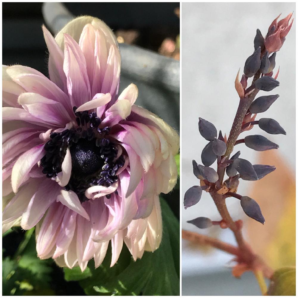 アネモネ オーロラの投稿画像 By Miさん 八重咲き アネモネとアネモネとコマチフジとハーデンベルギアと小さな庭とつぼみとオセアニアプランツとつぼみとオセアニアプランツ 18月1月24日 Greensnap グリーンスナップ Greensnap グリーンスナップ