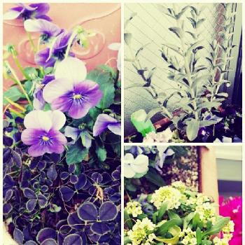 ブルーの花大好きですの画像 by yukmomoさん | バルコニー/ベランダと風邪に注意〜( ⸝⸝•ᴗ•⸝⸝ )੭⁾⁾と植物初心者とGSのみなさんに感謝♡と植中毒と元気もらえると❤️いいね、ありがとうと『白色植物』コンテストと花のある暮らしと長生きしてネ♪と寒さに負けないっ‼︎とブルーの花大好きですとかわいい❤とバルコニスト