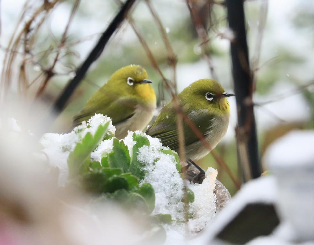 雪の下敷きの投稿画像 By いくちゃんさん ラナンキュラスラックス冬越しと野鳥の庭とメジロと花と花のある暮らし 18月1月24日 Greensnap グリーンスナップ