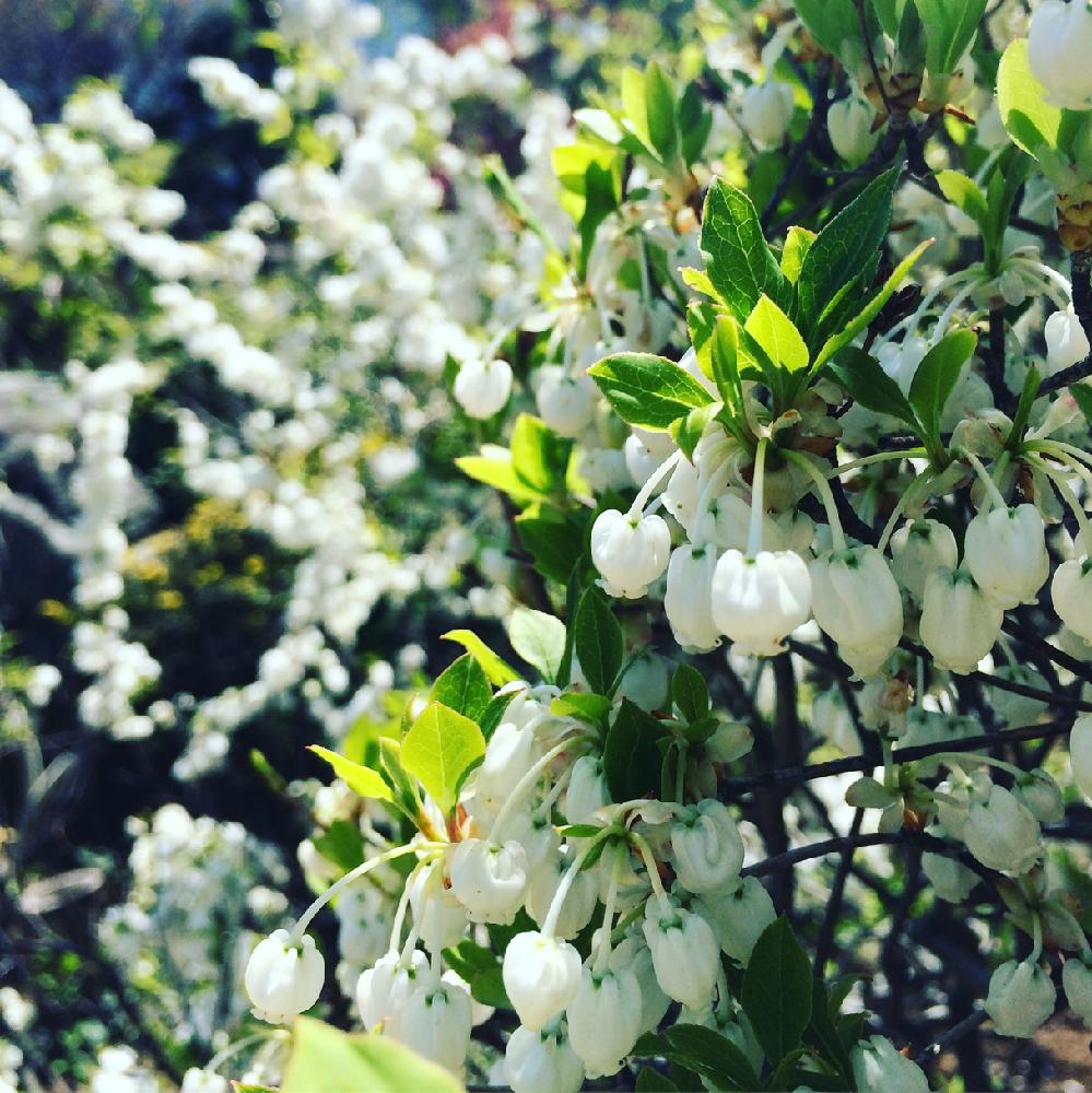 ドウダンツツジ の投稿画像 By Muguetさん My Gardenとgardeningとflowerと 白色植物 コンテストと花のある暮らし 18月1月24日 Greensnap グリーンスナップ
