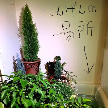 お風呂場の投稿画像一覧 Greensnap グリーンスナップ