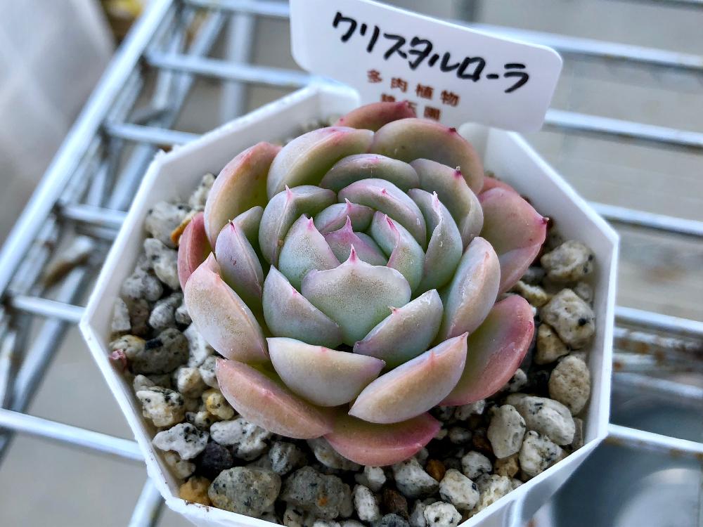 クリスタルローラの投稿画像 By コチョコチョさん 錦玉園と多肉植物 18月1月25日 Greensnap グリーンスナップ