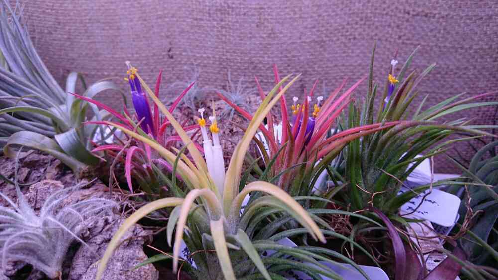 部屋の投稿画像 by BROMELIADSさん｜今日のチランジアと今日の