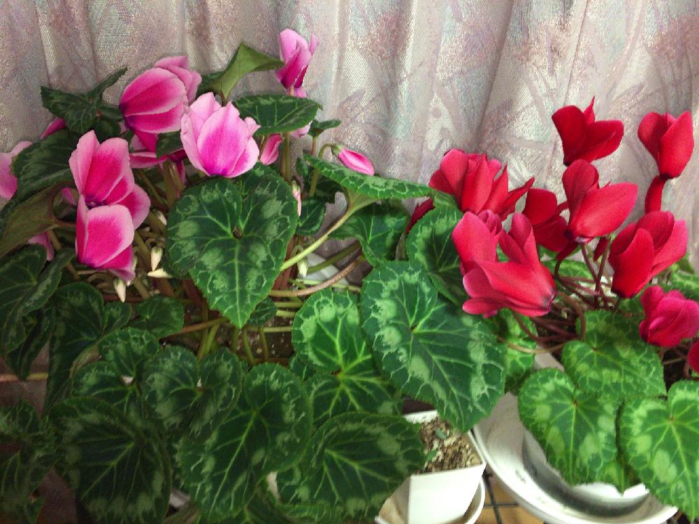 シクラメンの投稿画像 By Naoさん 寒さに負けないと赤い花と開花期間長いと夏越し成功 18月1月25日 Greensnap グリーンスナップ