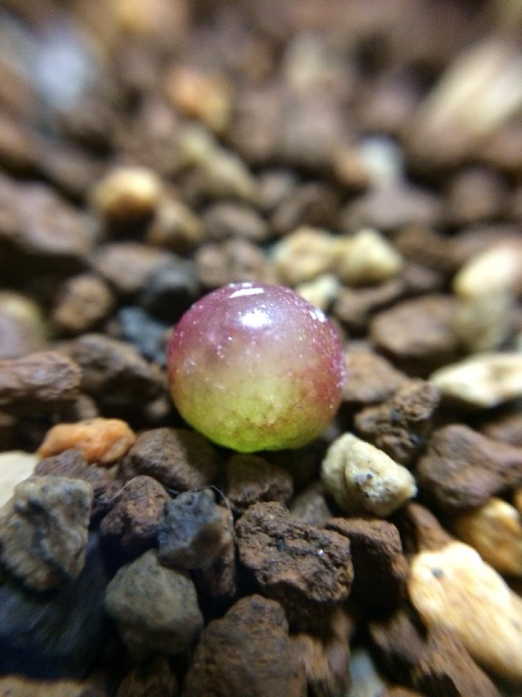 コノフィツム ブルゲリ の投稿画像 By コウさん コンフィツム ブルゲリと駄温鉢と希少とコノフィツム属と植中毒と接写レンズと不思議と花のある暮らしと接写 18月1月26日 Greensnap グリーンスナップ