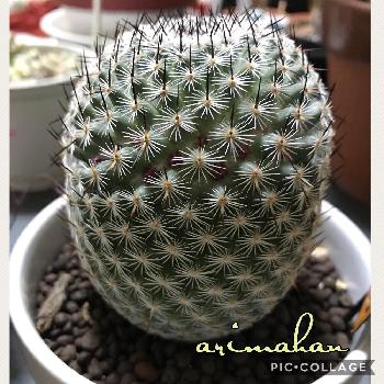 気球くん の投稿画像一覧 Greensnap グリーンスナップ