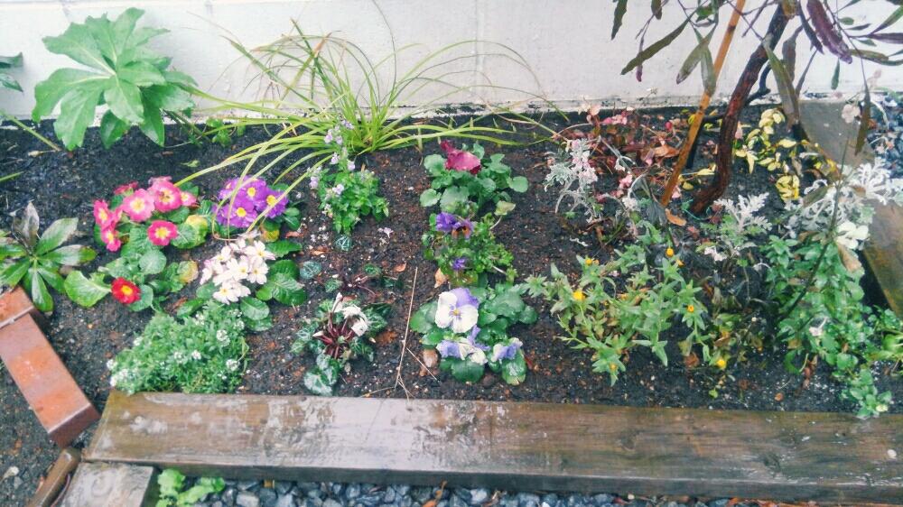 花壇の投稿画像 By 宏之助さん 手作りの庭と冬に咲く花と半日陰と我が家の花壇 18月1月27日 Greensnap グリーンスナップ