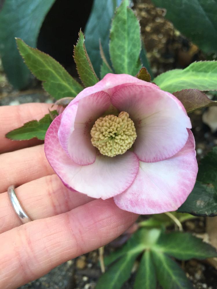 クリスマスローズの投稿画像 By ふにりんごさん 凍ると週末ガーデナーと冬に負けない と花のある暮らしと寒いとエントランスと凍る と週末ガーデナーと冬に負けない と花のある暮らしと寒い 18月1月27日 Greensnap グリーンスナップ Greensnap グリーン