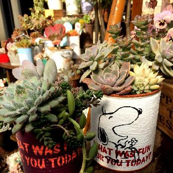 スヌーピー缶の投稿画像一覧 Greensnap グリーンスナップ