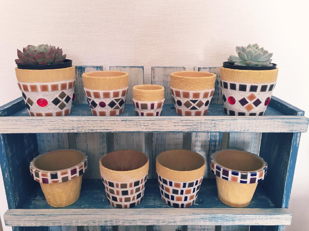 エレガンスの投稿画像 By Kana Pさん ライムアンドチリとモザイクタイル鉢とリメ鉢と部屋とリメ缶 リメ鉢コンテストとモザイクタイル鉢とリメ鉢 とリメ缶 リメ鉢コンテスト 18月1月28日 Greensnap グリーンスナップ Greensnap グリーンスナップ