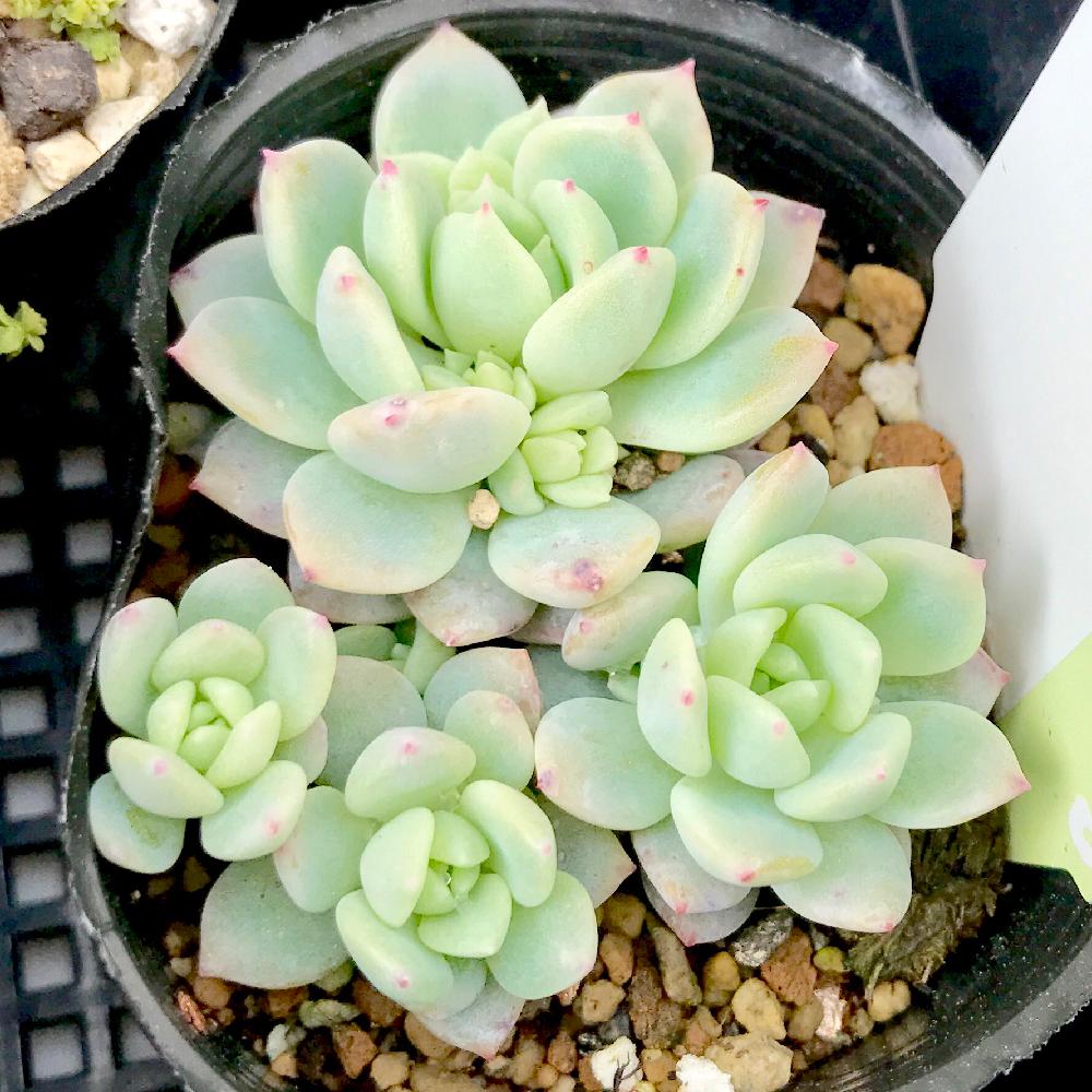 プロリフォスの投稿画像 By たね Gs卒業しましたさん 多肉植物と福岡と植中毒とタニラーとバルコニストとバルコニー ベランダとセデベリア属と多肉植物と 福岡と植中毒とタニラーとバルコニストとセデベリア属 18月1月28日 Greensnap グリーンスナップ