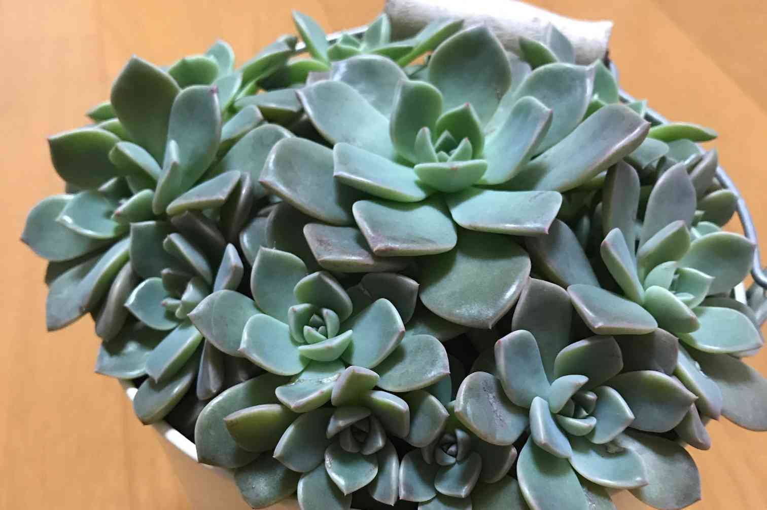 多肉植物　ピンクプリティ葉挿し苗 ピンクプリティの葉挿し＊成長記録｜🍀GreenSnap（グリーンスナップ）