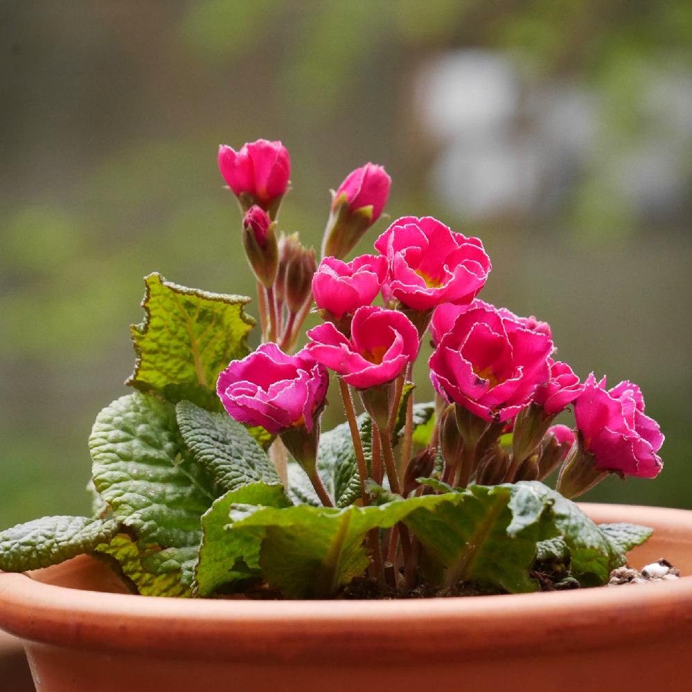 プリムラ ジュリアンの投稿画像 By マーガレットさん ピンクの花と小庭ガーデナーと可愛いお花とバラ咲きプリムラジュリアンと鉢植えと花 のある暮らしとプリムラジュリアン 18月1月29日 Greensnap グリーンスナップ